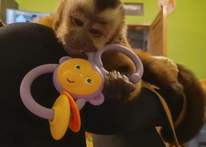 Uroczy 3 Appartement *