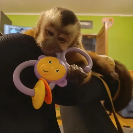 Uroczy 3 Appartement *